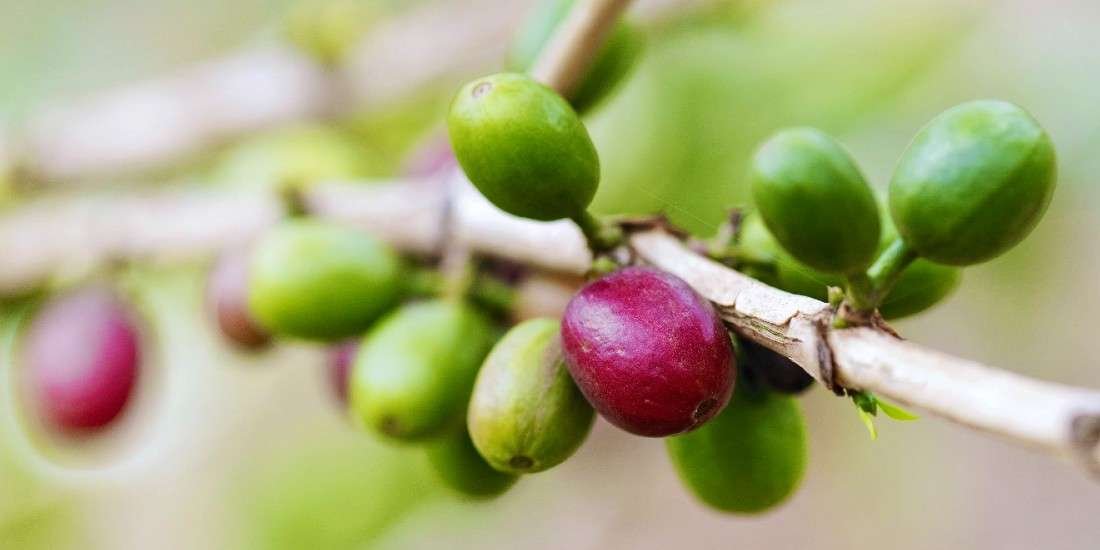 Coffee cherries growing