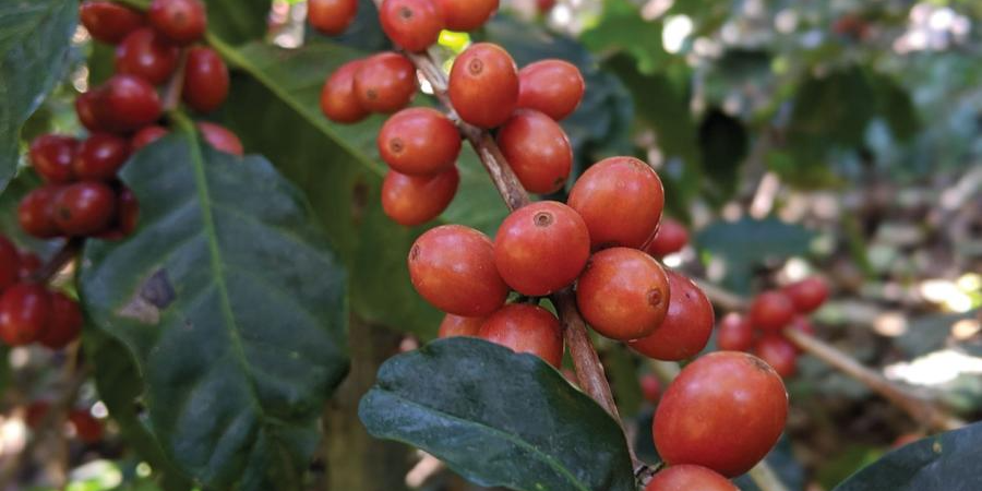 Ripe red Coffee Cherries growing in El Salvador