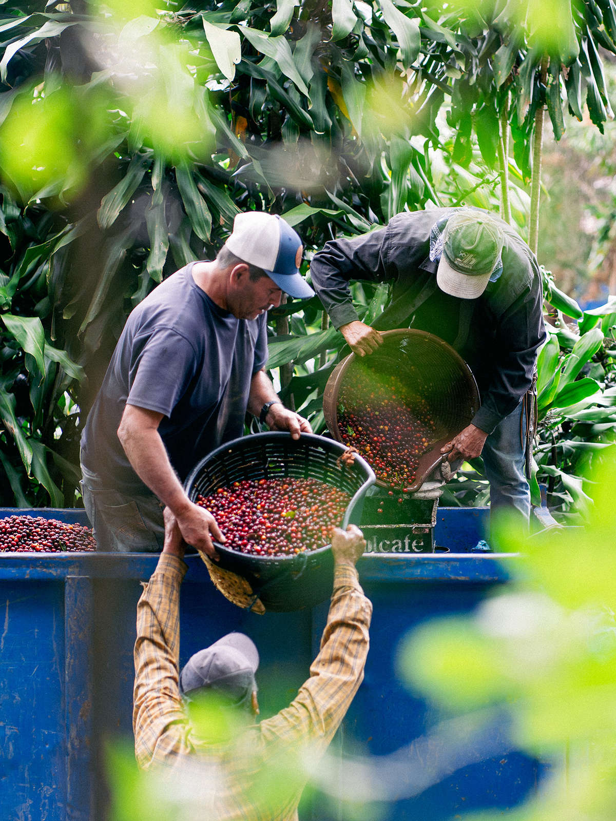 A farmer lifts a basket of coffee cherry into a truck where to men work to accept it and pour it into the truck