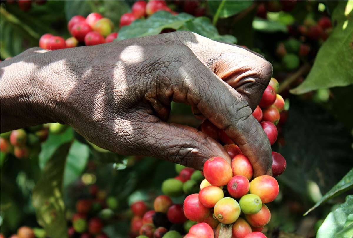 A hand picking coffee cherries at origin 