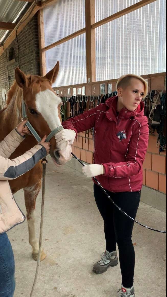 Bronchoskopie bei Pferd mit Equinem Asthma