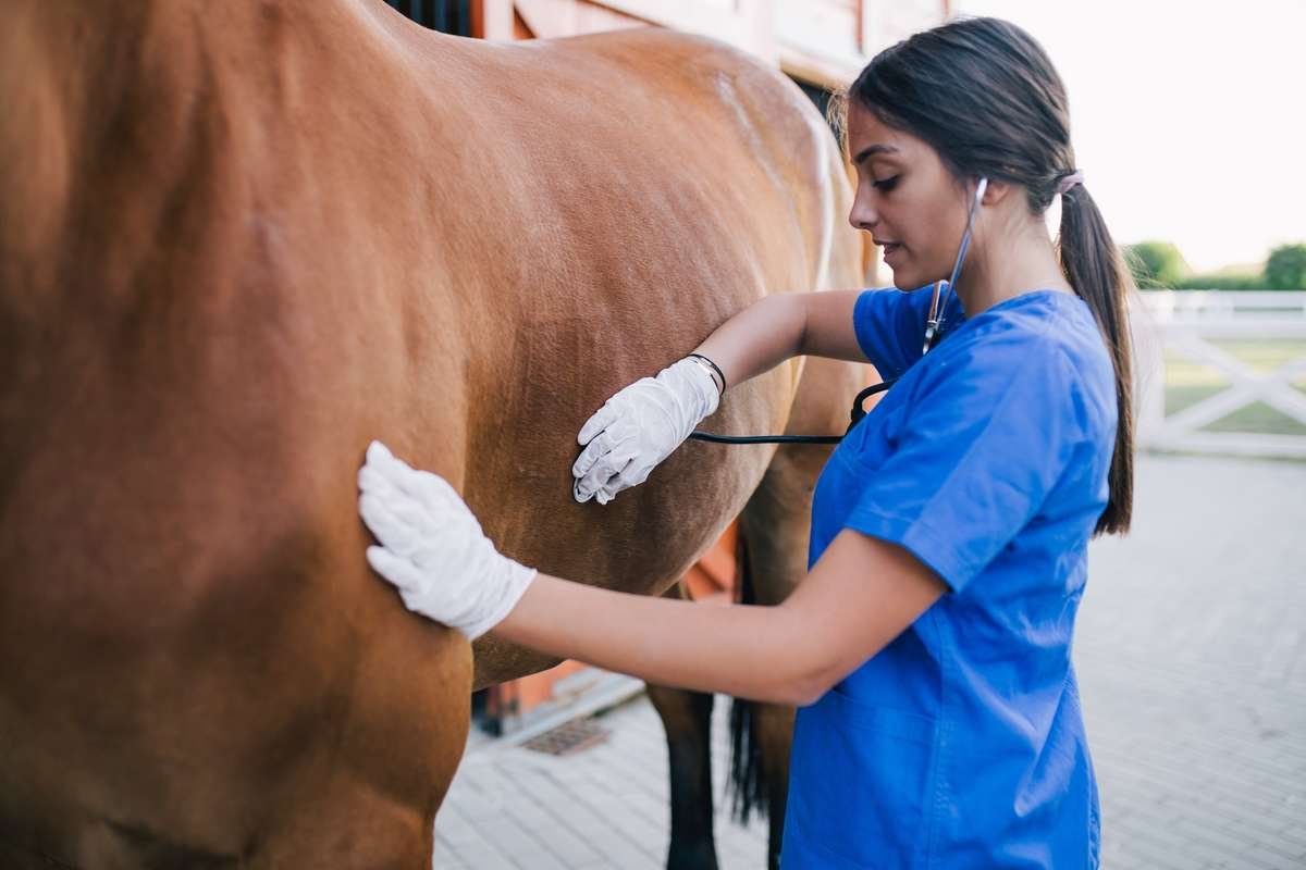 Blutgasanalyse und Bronchoskopie bei lungenkranken Pferden