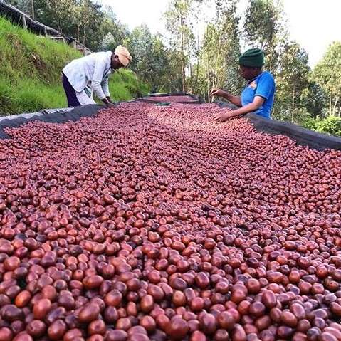 Gift Coffee Washing Station in Ruanda. Gift Coffee Washing Station in Ruanda.