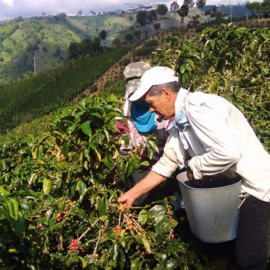 Frische Kaffeekirschen, die direkt in Kolumbien geröstet werden. Frische Kaffeekirschen, die direkt in Kolumbien geröstet werden.