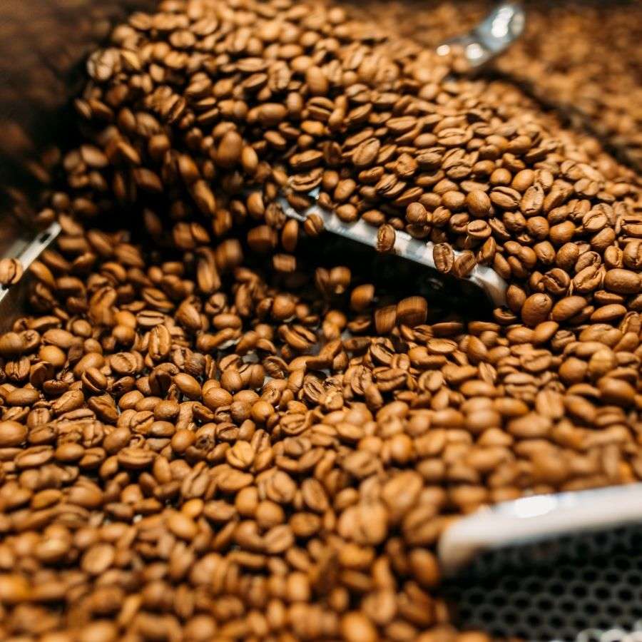 Frisch geröstete Kaffeebohnen, eine helle Röstung für Filterkaffee, French Press und den Vollautomaten. Frisch geröstete Kaffeebohnen, eine helle Röstung für Filterkaffee, French Press und den Vollautomaten.