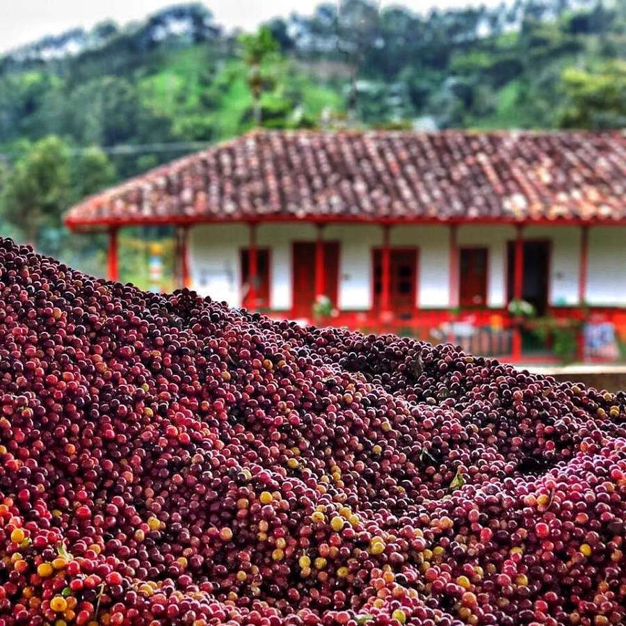 Frische Kaffeekirschen, die direkt in Kolumbien geröstet werden. Frische Kaffeekirschen, die direkt in Kolumbien geröstet werden.