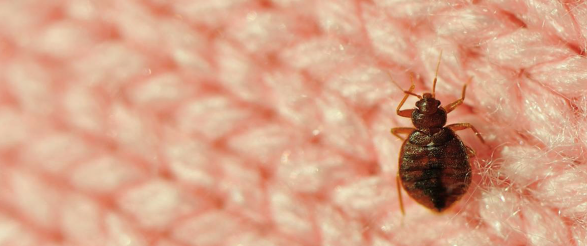 Bed Bugs Dust Mites Allergies, Can Bed Bugs Live In Quilts