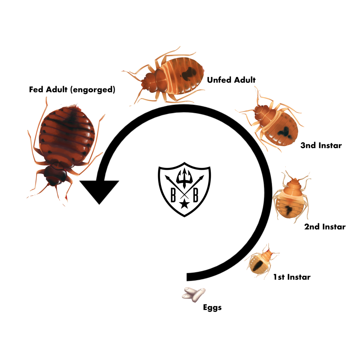 Bed Bug Life Cycle. Bed Bug Wholesale