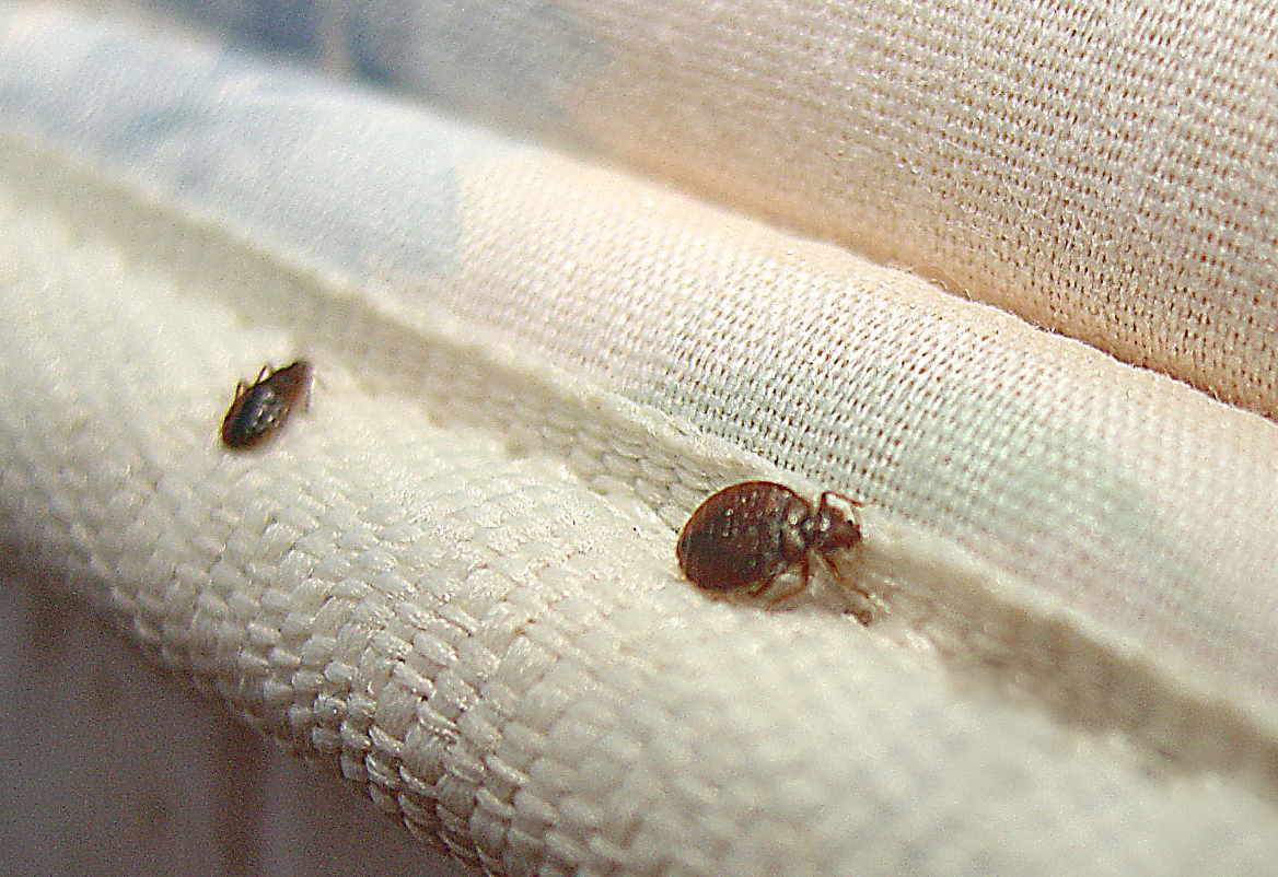 can bed bugs get in latex mattresses