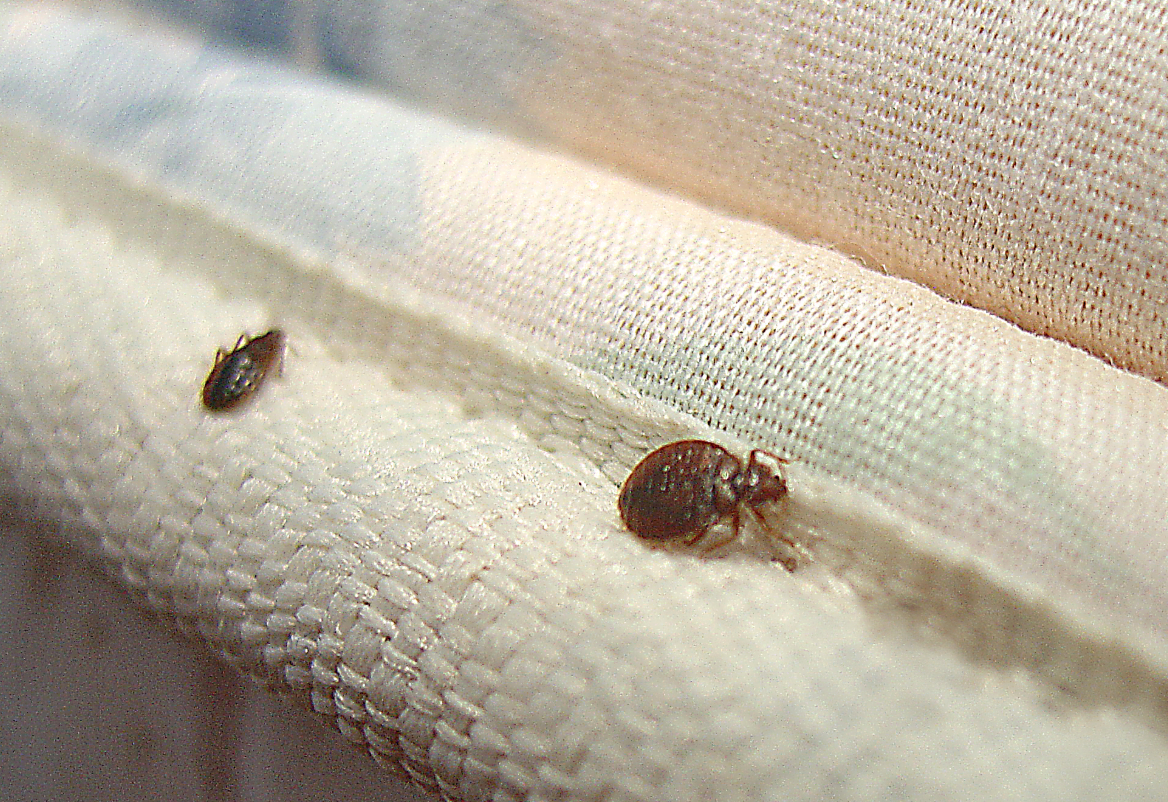 bed bugs found in one area of mattress