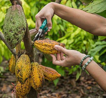 Raw Cacao sourced from Peru