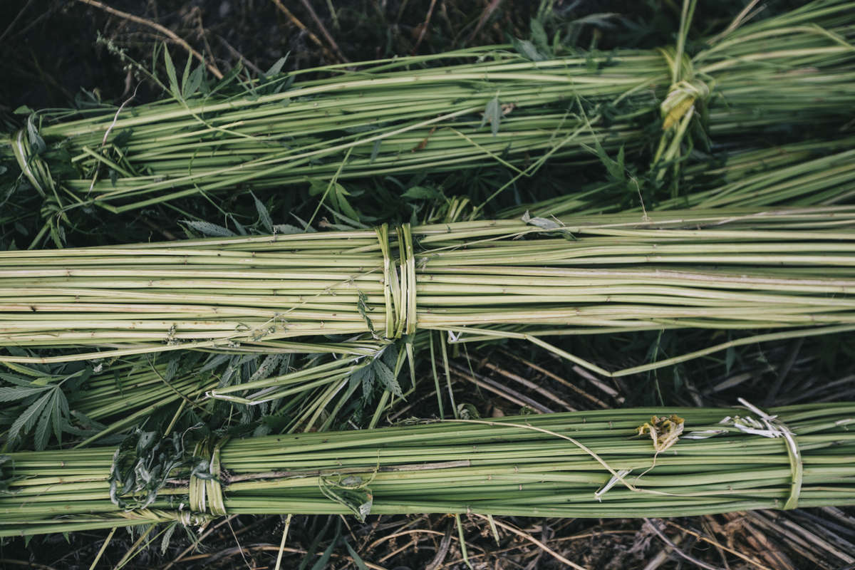 Benefits of Hemp Linen vs Flax Linen GOOD STUDIOS