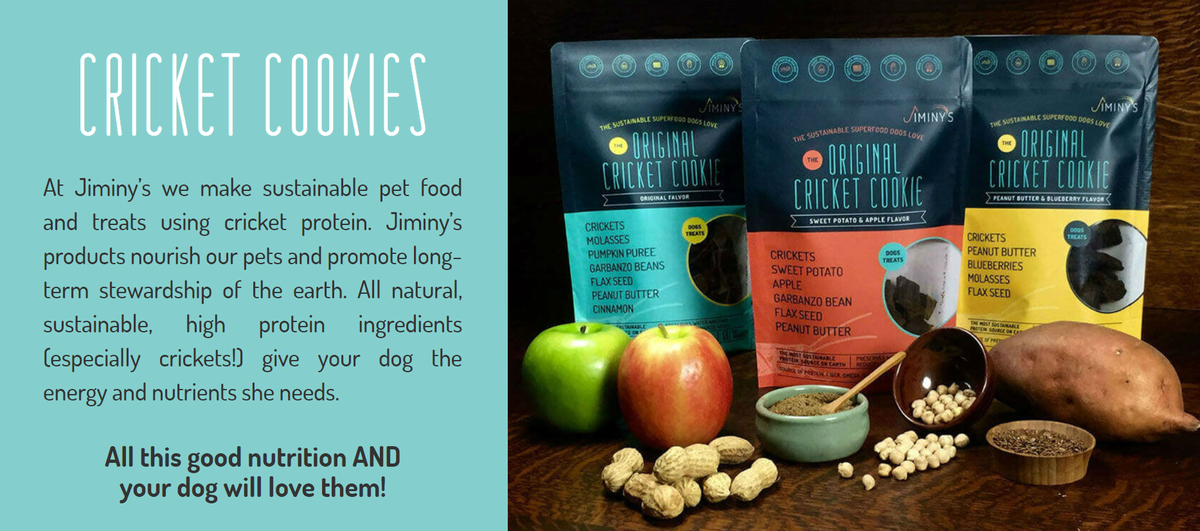 Cricket Dog Treats Why You Should Feed them