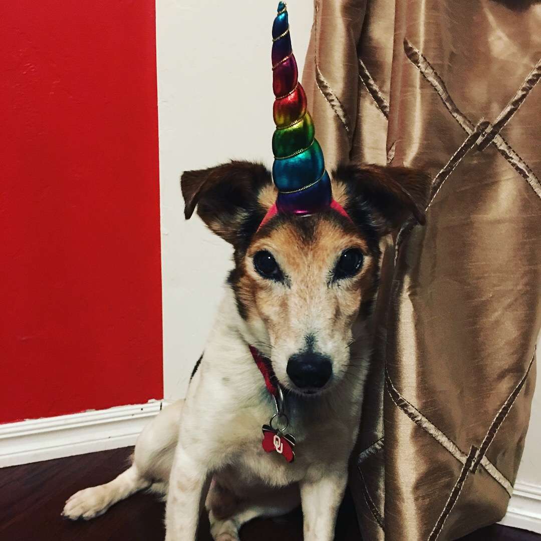 Unicorn Horn Dog