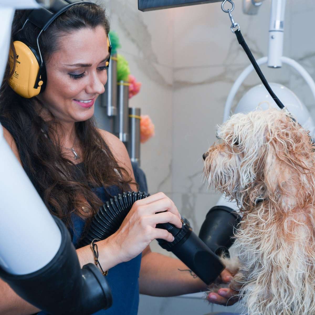 Professional dog groomer in Paris