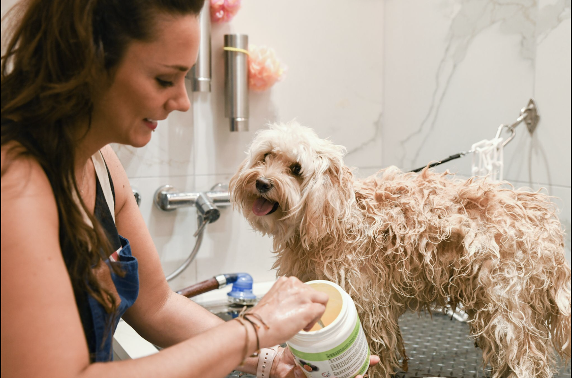 Harnais pour chien haut de gamme modèle Paris Or