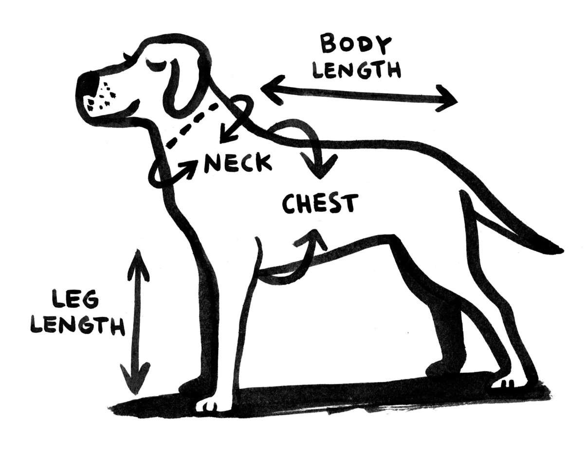 sizing guide, measure your dog