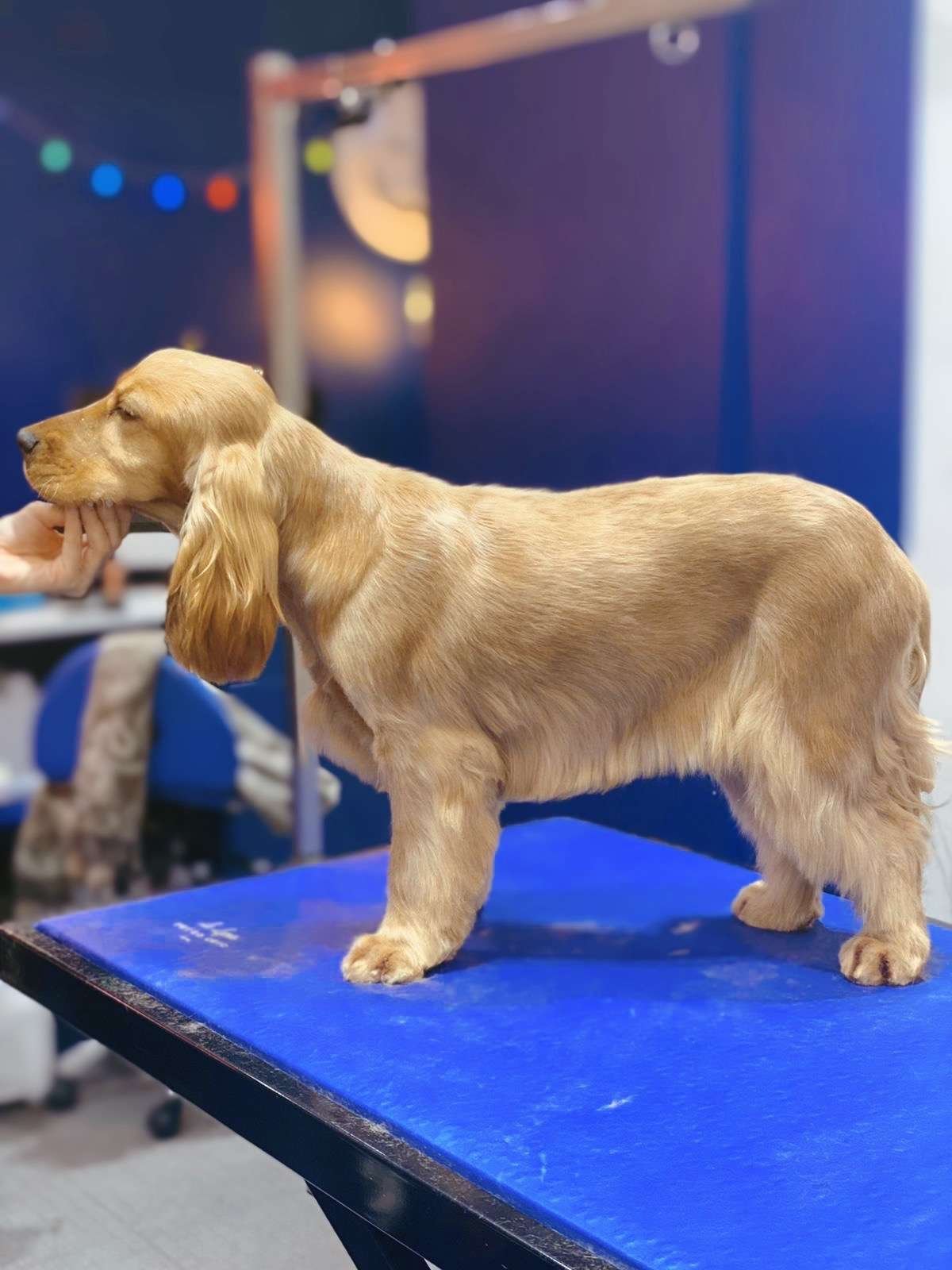 dog grooming salon in Paris, toilettage paris 6eme, dog grooming, dog care