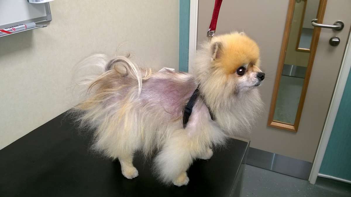 Pomeranian alopecia clearance treatment