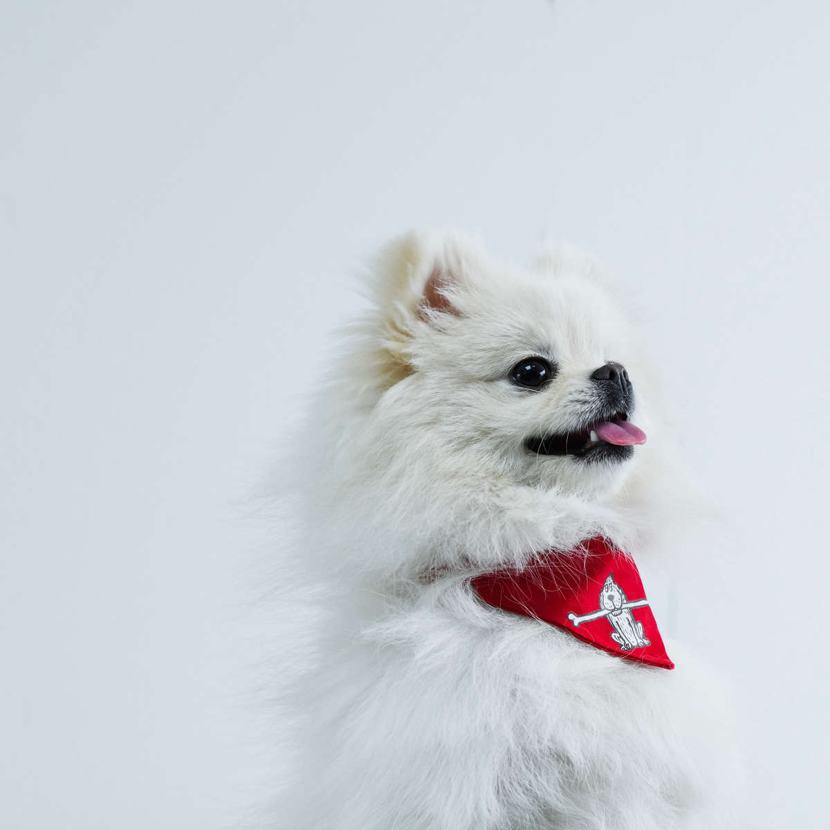 picture of a white Spitz dog wearing bandana