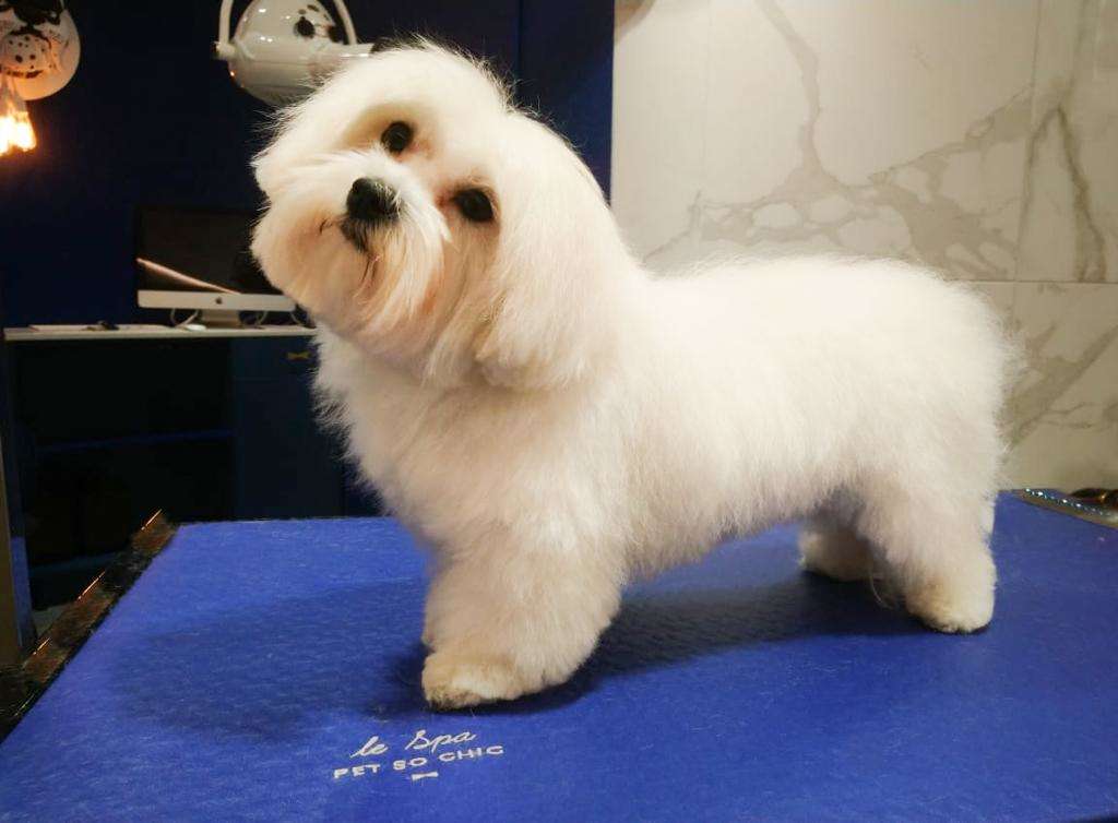 dog grooming salon in Paris, toilettage paris 6eme, dog grooming, dog care