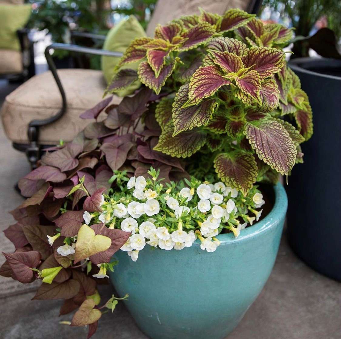 Blue pot containing Porch Pot combo: Coleus, Potato Vine, and Million Bells.