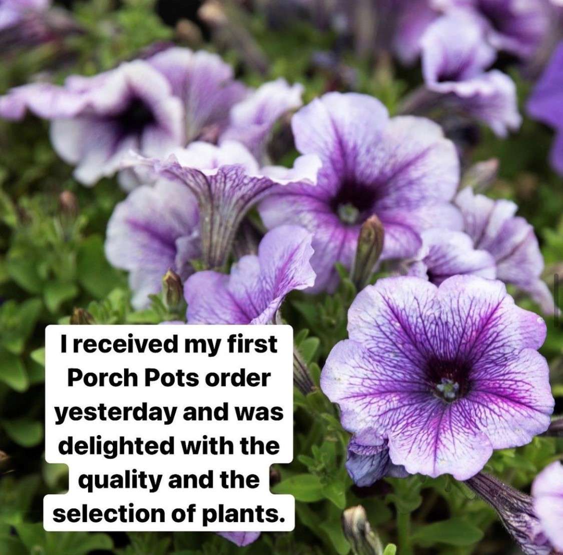 Purple petunias with customer testimonial.