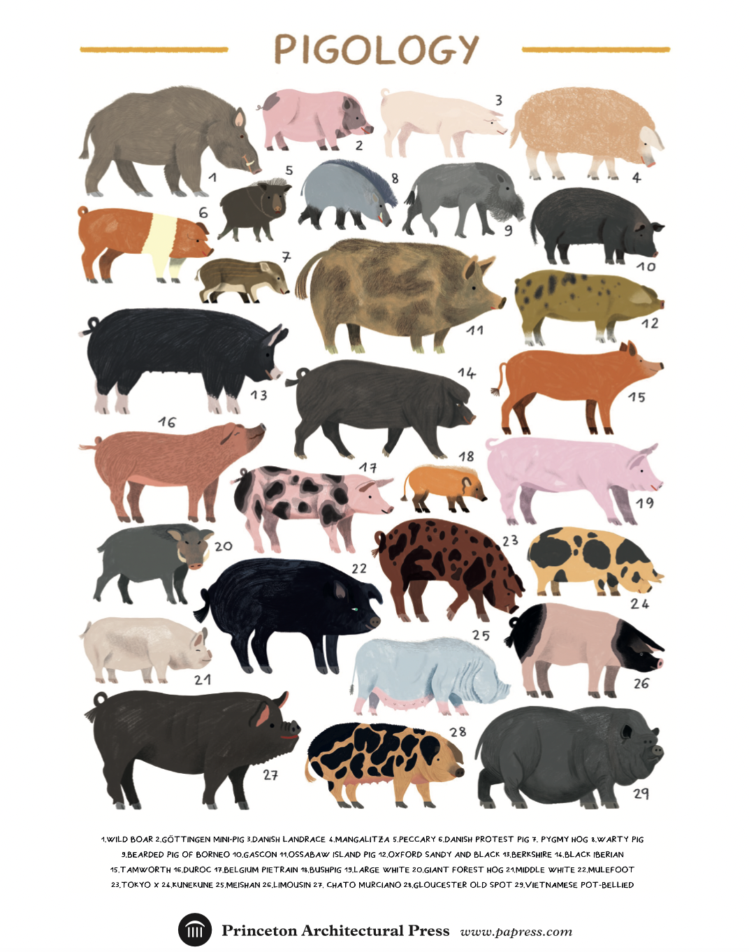 Breeds Of Pigs And Their Characteristics Pdf At Johnny Duffy Blog Breeds Of Pigs And Their Characteristics Pdf At Johnny Duffy Blog