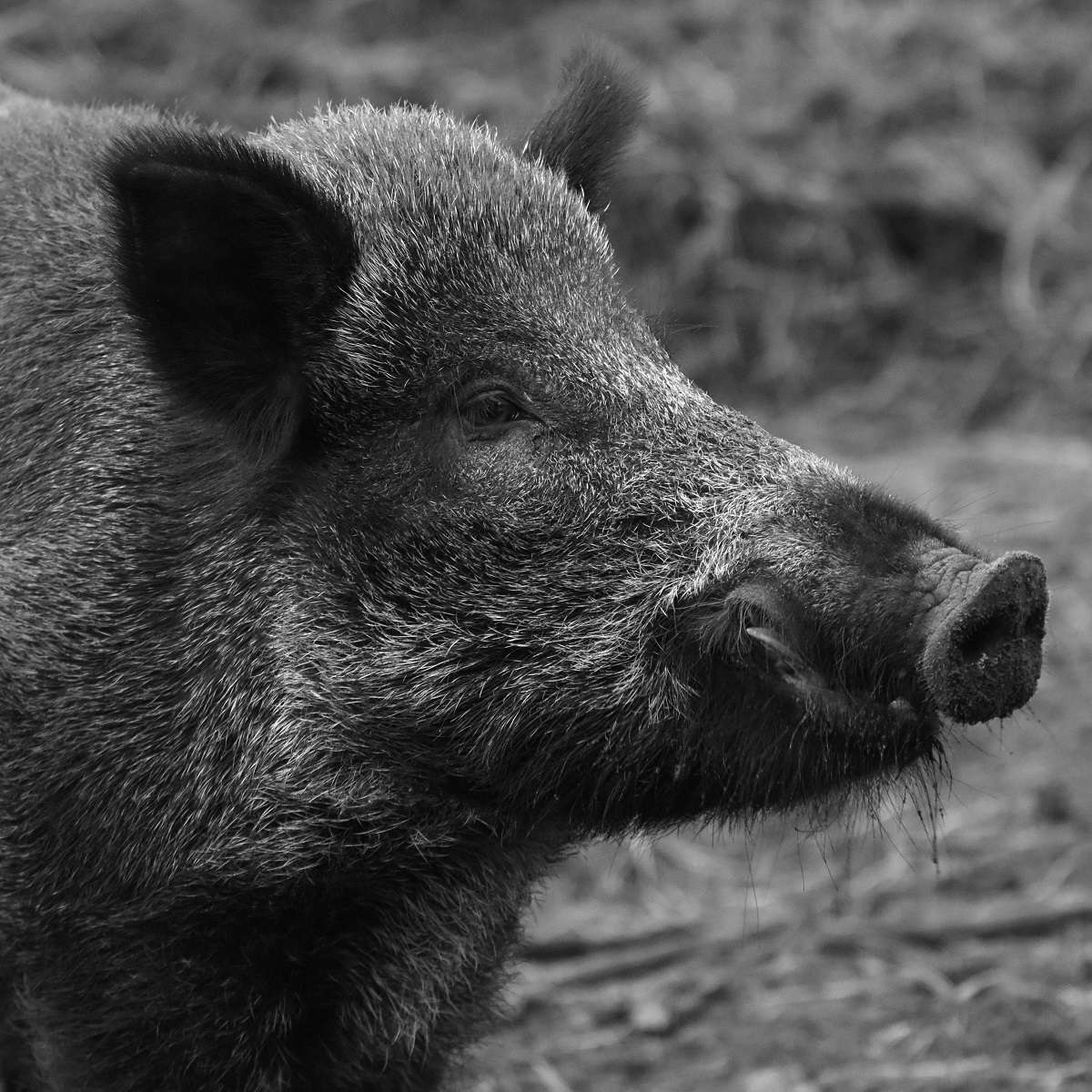 Wild Boar Wild Boar