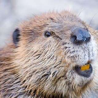 Close up of beaver Close up of beaver