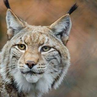 Iberian Lynx Iberian Lynx