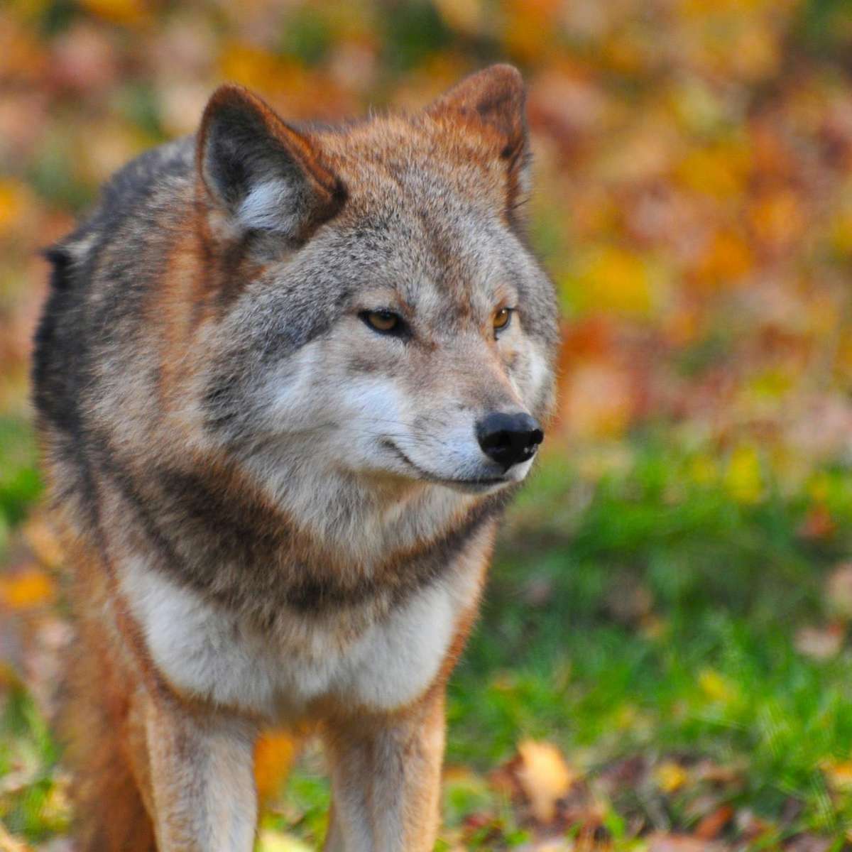 Wolf running Wolf running